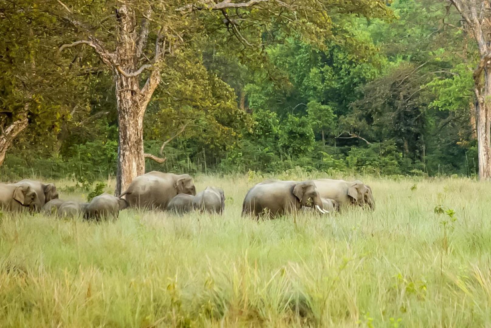 Forest Hideaway Resort Pvt Ltd Bardiya Dış mekan fotoğraf